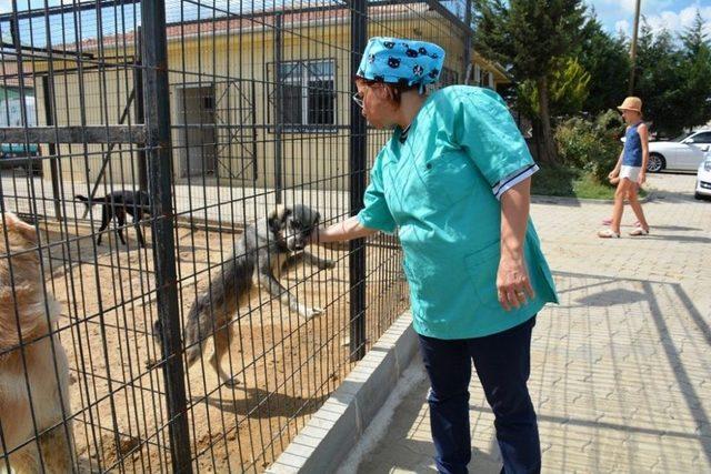 Tekirdağ’da Sokak Hayvanları İçin “gel Sahiplen” Kampanyası