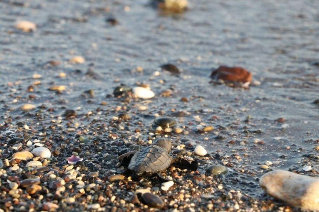 (&ouml;zel) D&uuml;nyanın G&ouml;z&uuml; Mersin Sahillerinde