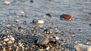 (özel) Dünyanın Gözü Mersin Sahillerinde