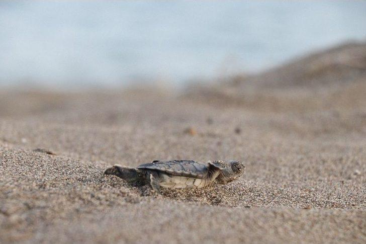 (özel) Dünyanın Gözü Mersin Sahillerinde G5