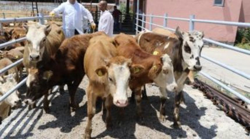 Ağrı&rsquo;da Y&uuml;zde 30 Hibeli D&uuml;ve Alım Desteği Başvuruları Sonu&ccedil;landı