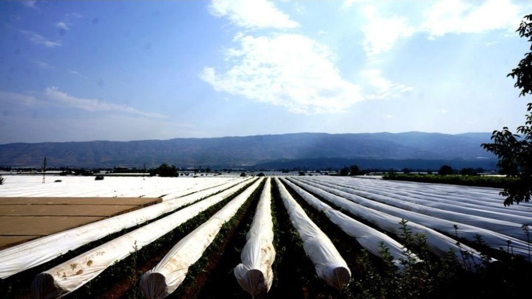 Sarıg&ouml;l&rsquo;de &Uuml;z&uuml;m Bağları &Ouml;rt&uuml; Altına Alınmaya Devam Ediyor