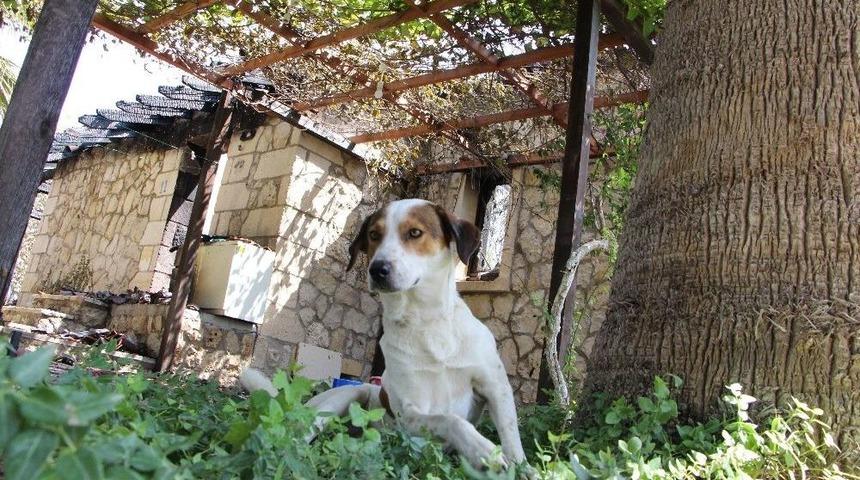 Orman Yangınında K&uuml;le D&ouml;nen L&uuml;ks Villanın K&ouml;pekleri Villayı Terk Etmedi