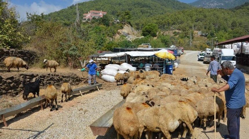 Manavgat Ve Alanya&rsquo;da Bayram &Ouml;ncesi İla&ccedil;lama Seferberliği