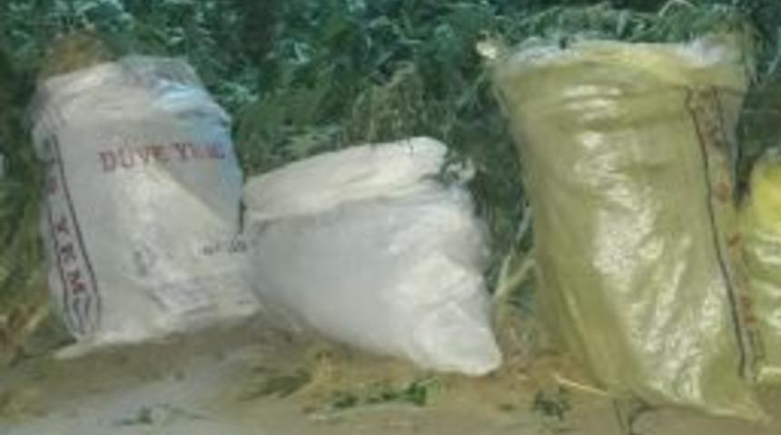 Mısır Tarlasına Uyuşturucu Operasyonu: 4 G&ouml;zaltı