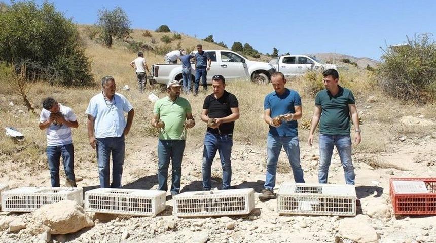 Sülünler Keneyle Mücadele Edecek