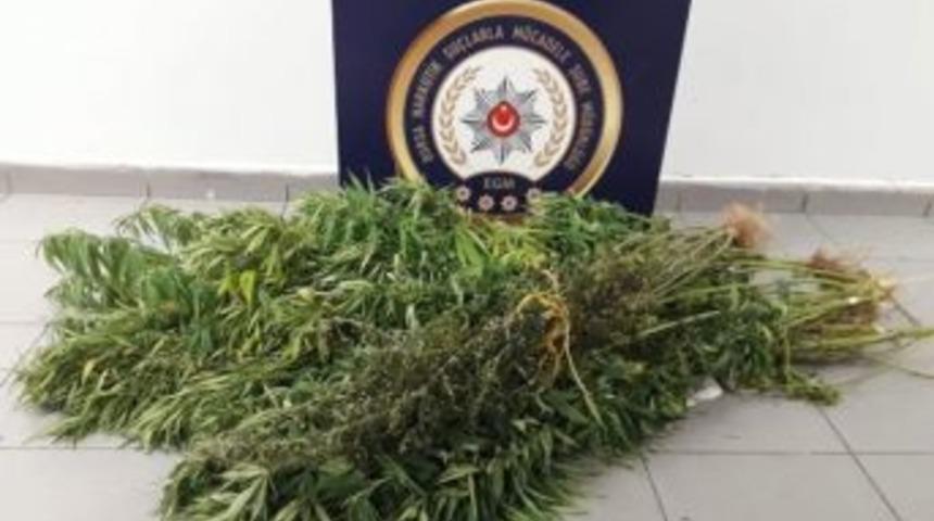 İpteki &Ccedil;amaşırların Ceplerine Uyuşturucu Saklayıp, Saksılarda Kenevir Yetiştirdiler