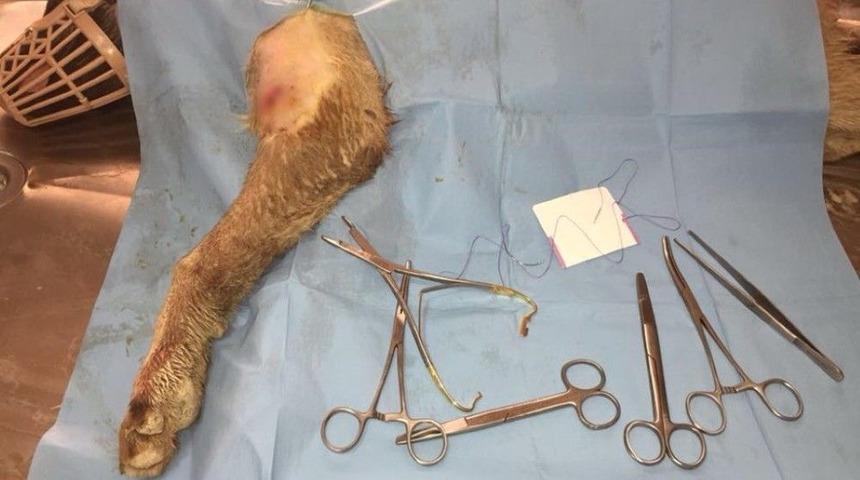 Ayağı Kırılan K&ouml;pek Tedavi Edildi