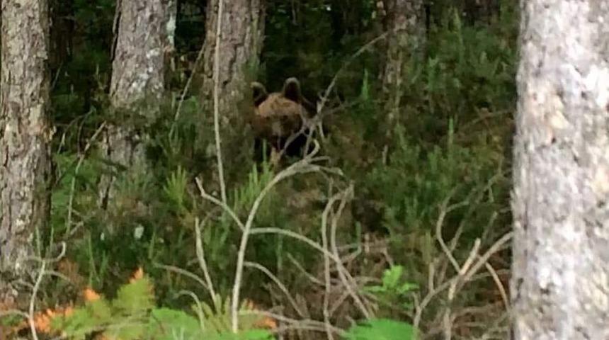 Kazdağları&rsquo;nda Boz Ayı Heyecanı