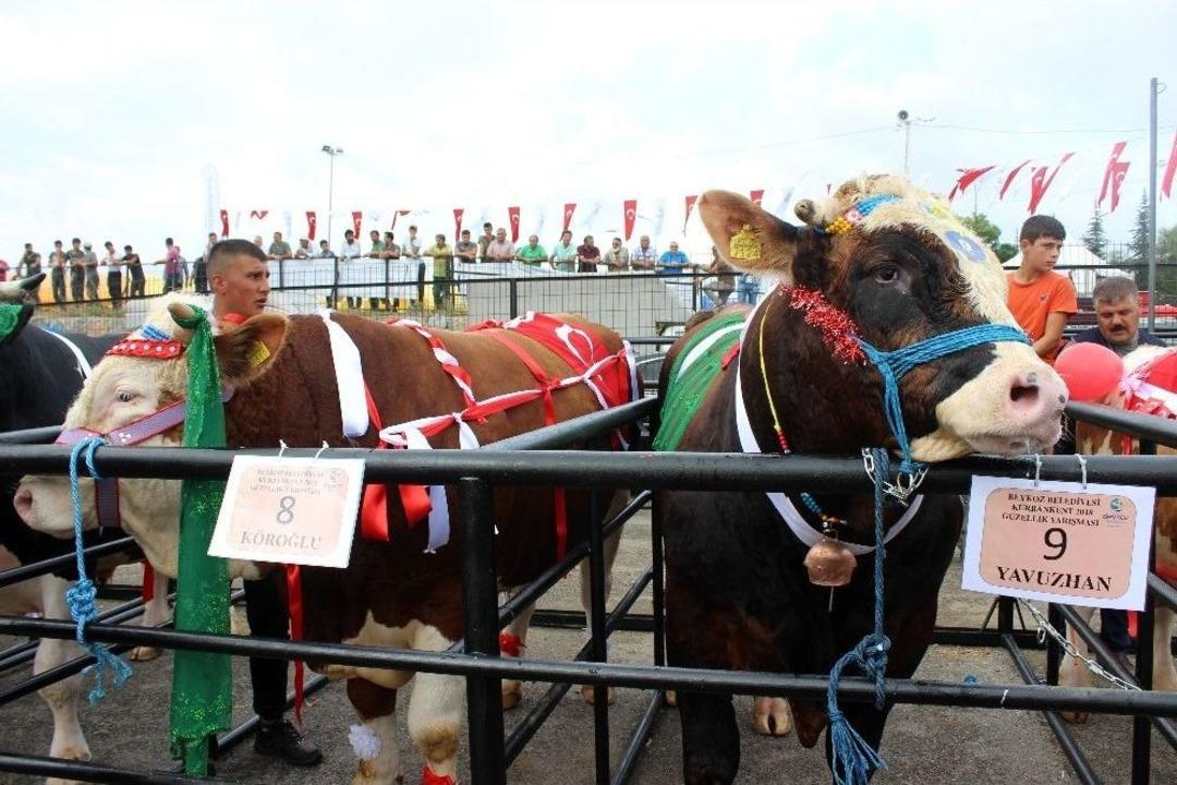 &Ccedil;anlarla, Duvaklarla S&uuml;slenen Kurbanlıklar Podyumda Boy G&ouml;sterdi