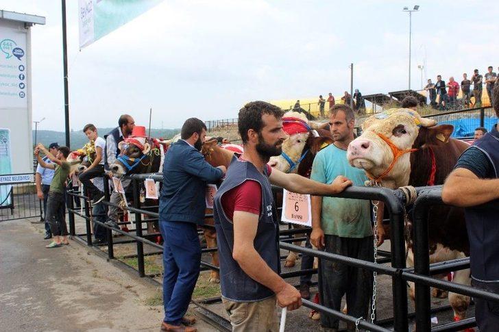 Çanlarla, Duvaklarla Süslenen Kurbanlıklar Podyumda Boy Gösterdi G1