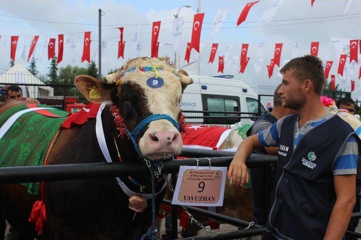 Çanlarla, Duvaklarla Süslenen Kurbanlıklar Podyumda Boy Gösterdi G2