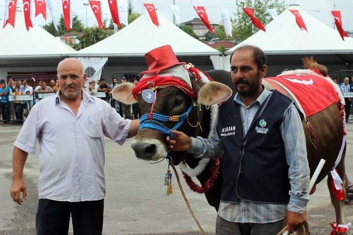 Çanlarla, Duvaklarla Süslenen Kurbanlıklar Podyumda Boy Gösterdi G4