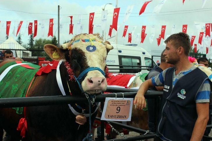 Çanlarla, Duvaklarla Süslenen Kurbanlıklar Podyumda Boy Gösterdi G5