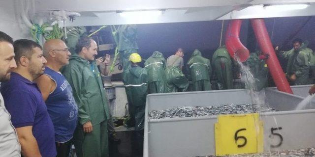 820 Kasa Hamsi Tuttular 1