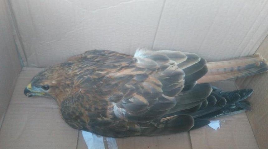 Yaralı Şahin, Tedavi Altına Alındı