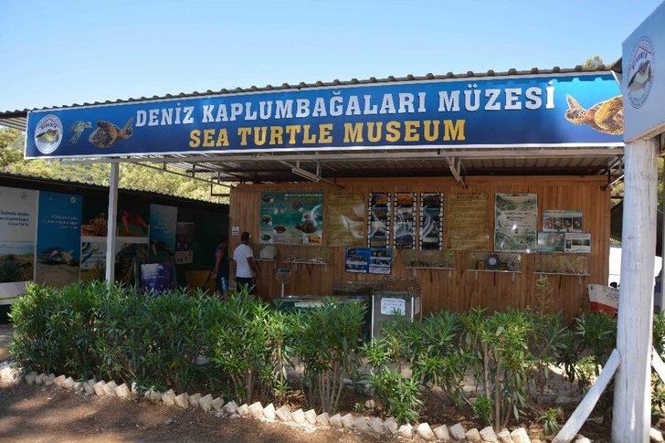 Deniz Kaplumbağalarına Yerli Ve Yabancı Turist İlgisi G1