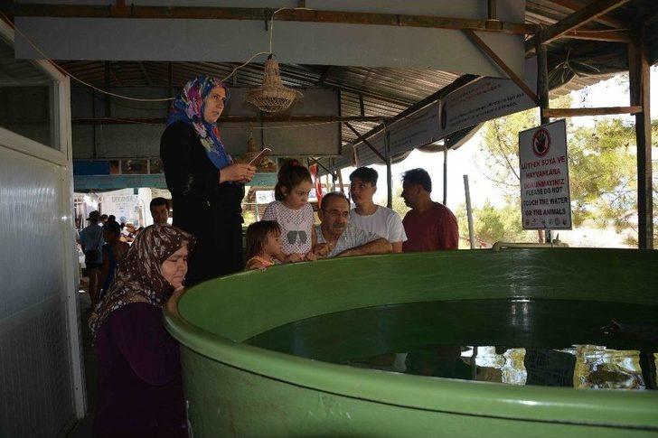 Deniz Kaplumbağalarına Yerli Ve Yabancı Turist İlgisi G4