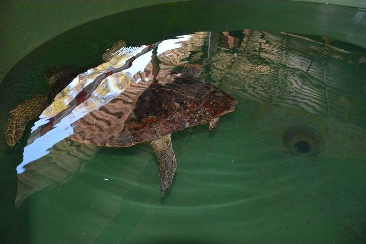 Deniz Kaplumbağalarına Yerli Ve Yabancı Turist İlgisi G5