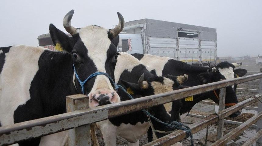 Edirne&rsquo;de Kurbanlık Fiyatları Belirlendi