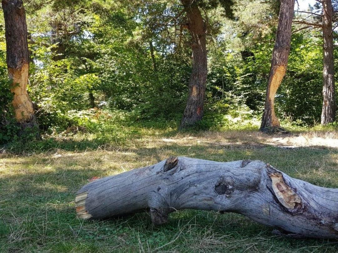 Ağa&ccedil;ları &Ccedil;ıra İ&ccedil;in Katlettiler