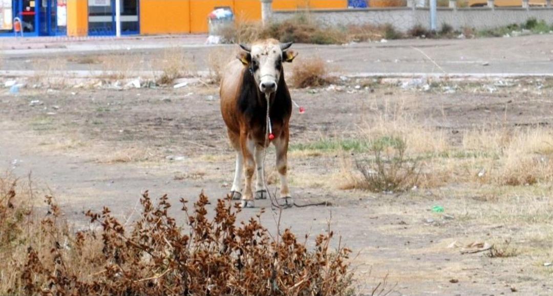 Ka&ccedil;an Kurbanlık Dana Trafiğe Daldı