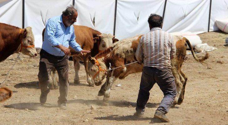 Kaçan Kurbanlık Dana Trafiğe Daldı G2