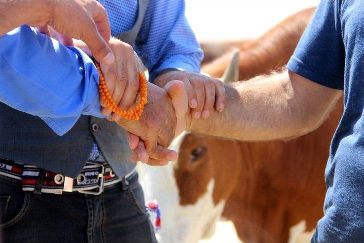 Kaçan Kurbanlık Dana Trafiğe Daldı G3