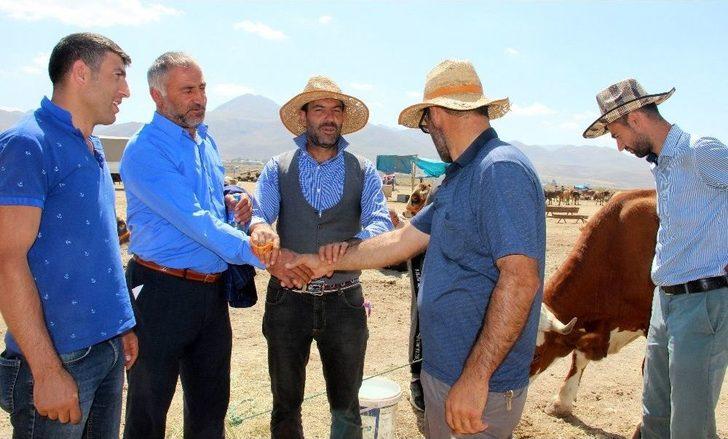 Kaçan Kurbanlık Dana Trafiğe Daldı G4