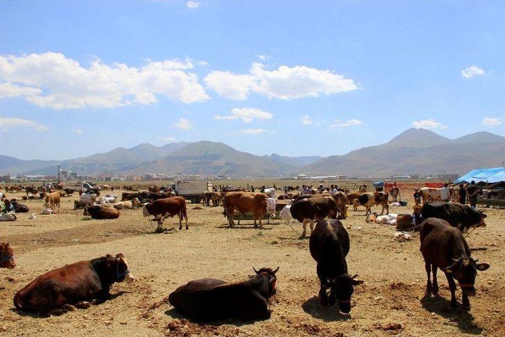 Kaçan Kurbanlık Dana Trafiğe Daldı G5