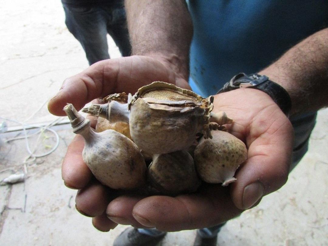 Tmo Haşhaş Kaps&uuml;lleri Alımına Başladı