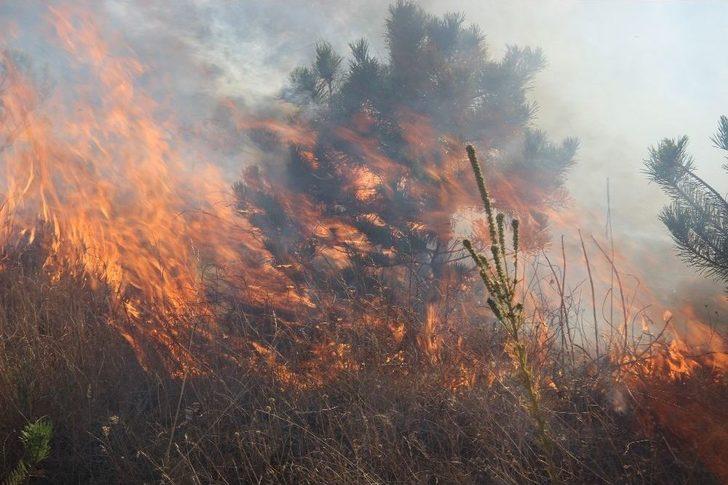 Mangal Ateşi Çam Ağaçlarını Kül Etti G1