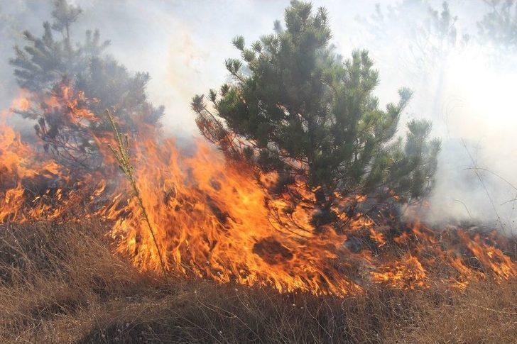 Mangal Ateşi Çam Ağaçlarını Kül Etti G2