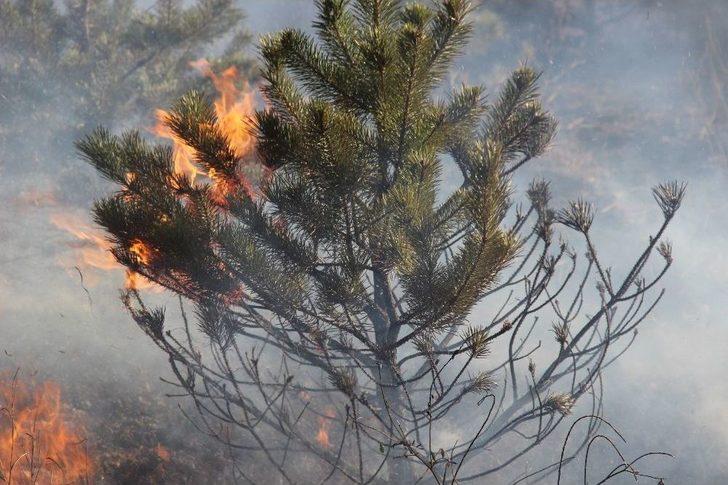 Mangal Ateşi Çam Ağaçlarını Kül Etti G3