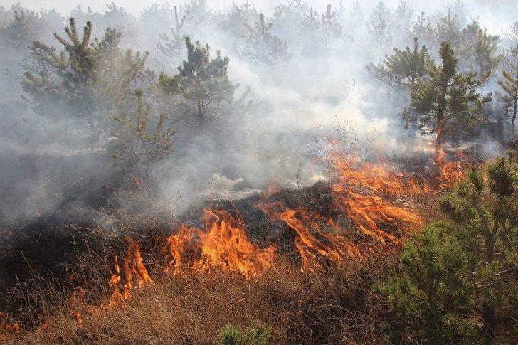Mangal Ateşi Çam Ağaçlarını Kül Etti G4