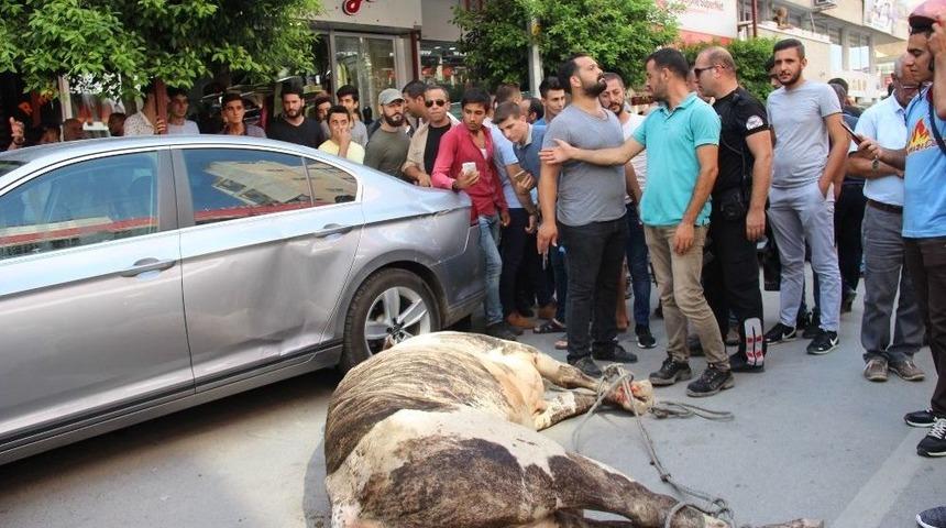 Limandan Ka&ccedil;an Angus Kente Daldı