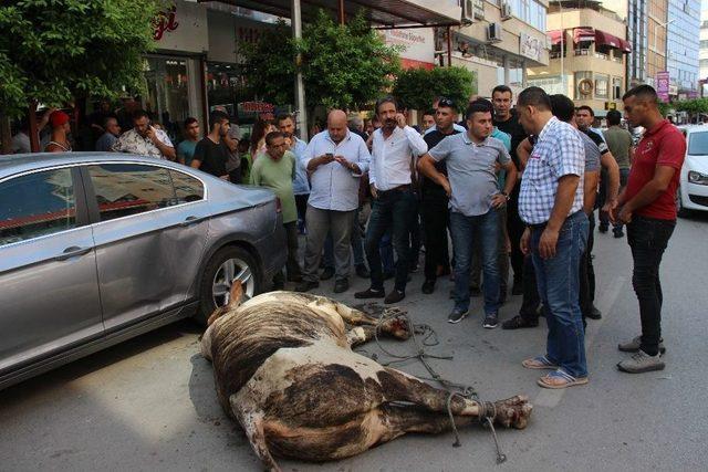 Limandan Ka&ccedil;an Angus Kente Daldı 1