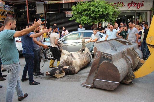 Limandan Ka&ccedil;an Angus Kente Daldı 2