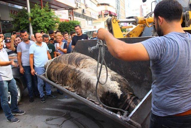 Limandan Ka&ccedil;an Angus Kente Daldı 3