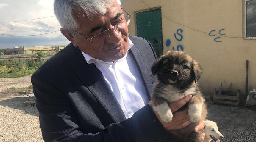 Kars Belediyesi Modern Hayvan Kliniği Yapacak