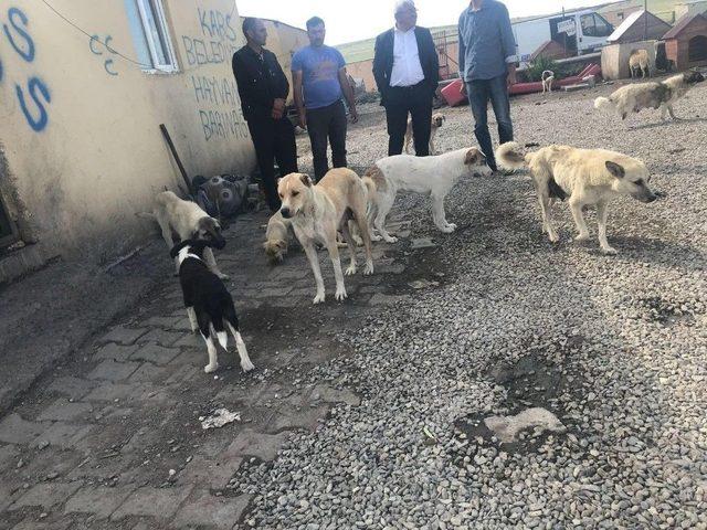 Kars Belediyesi Modern Hayvan Kliniği Yapacak 1