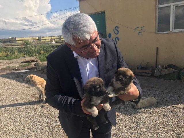 Kars Belediyesi Modern Hayvan Kliniği Yapacak 2