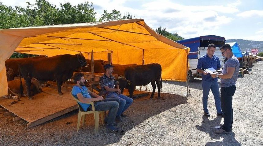 Giresun Belediyesi’nden Kurban Pazarı
