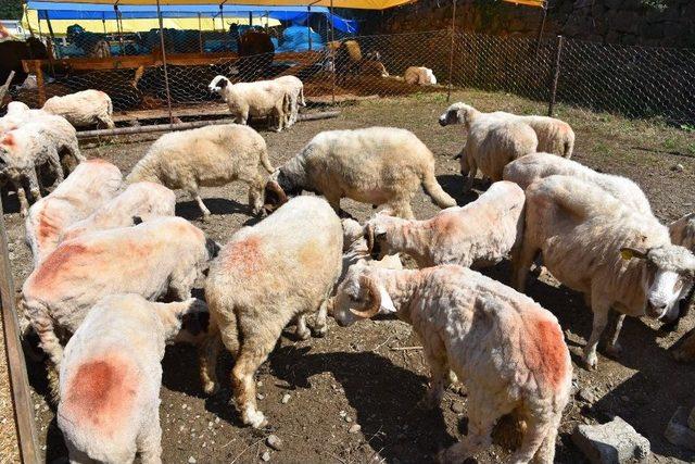 Giresun Belediyesi’nden Kurban Pazarı