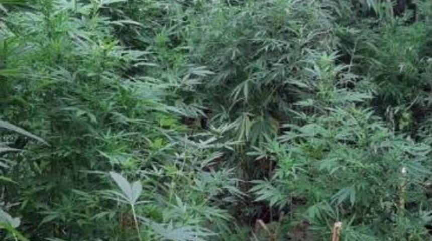 Manisa&rsquo;da Sazlık Alanda 513 K&ouml;k Hint Keneviri Ele Ge&ccedil;irildi