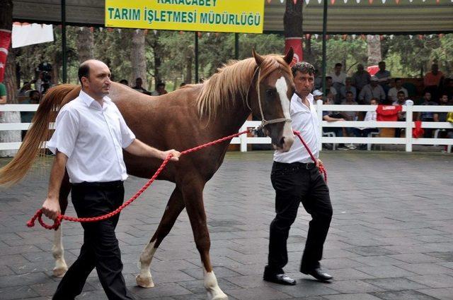 Lüks Daire Fiyatına Tayı Otomobil Firması Aldı