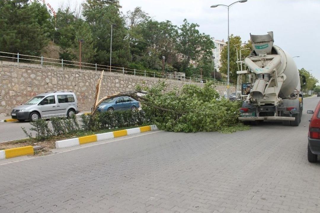&Ccedil;ankırı&rsquo;da Fırtına Ağa&ccedil;ları K&ouml;k&uuml;nden S&ouml;kt&uuml;