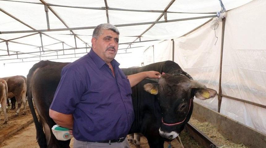 Yem Fiyatlarının Artması &Uuml;reticiyi De T&uuml;keticiyi De Etkiledi