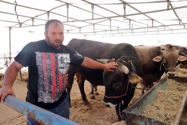 Yem Fiyatlarının Artması Üreticiyi De Tüketiciyi De Etkiledi