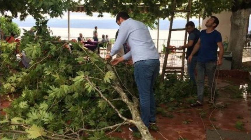 Bursa&rsquo;da Fırtına Ağa&ccedil;ları Devirdi